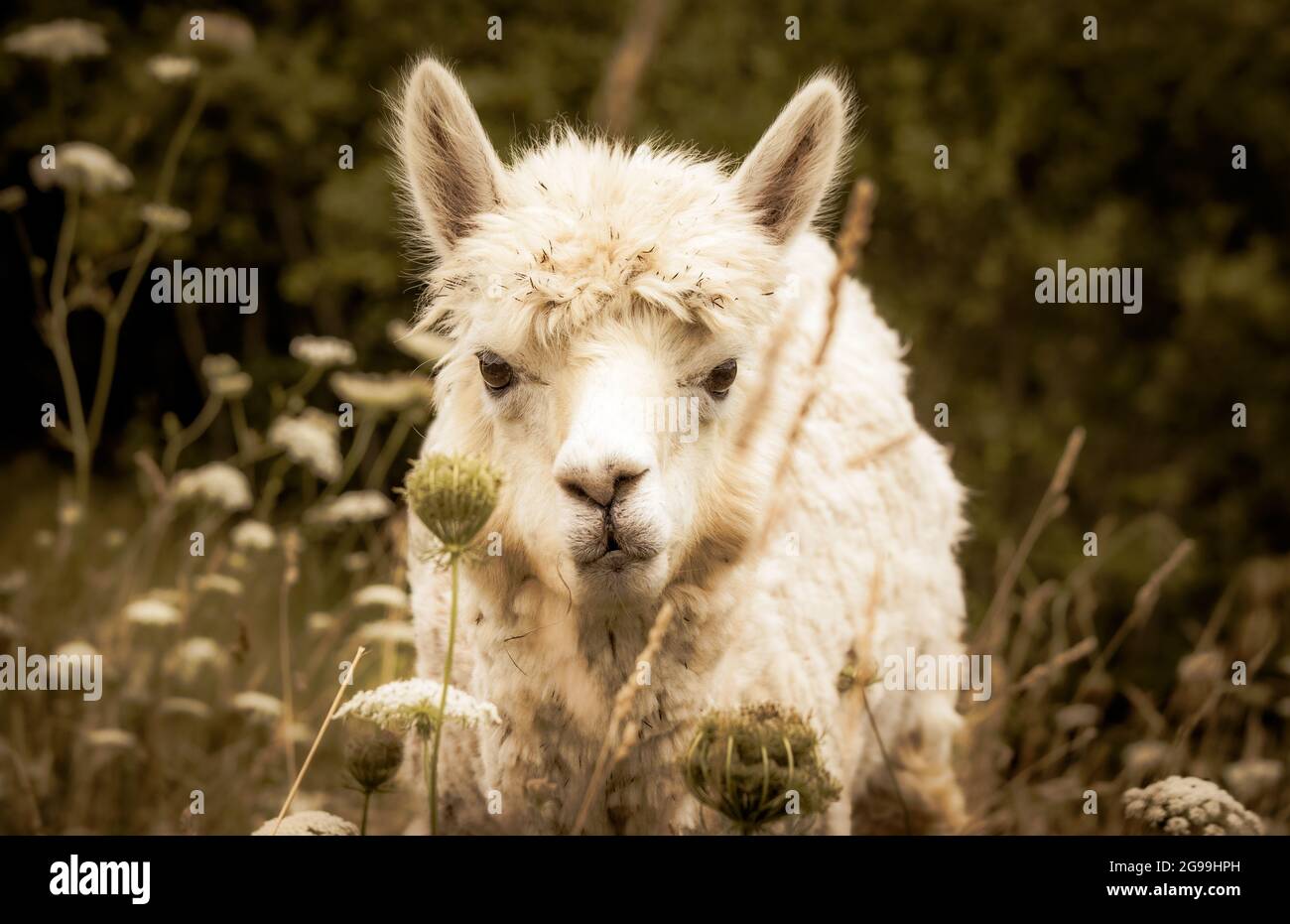 Alpaca in fattoria, all'aperto su un pascolo, erba alta, animale che guarda in macchina fotografica. Foto Stock