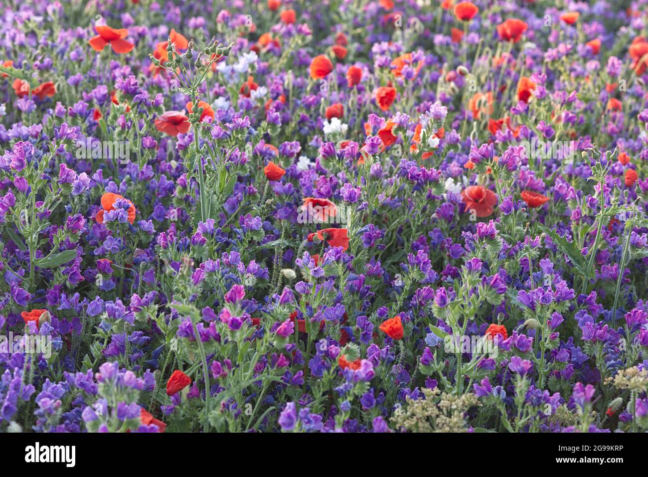 Prato di fiori selvaggi Foto Stock