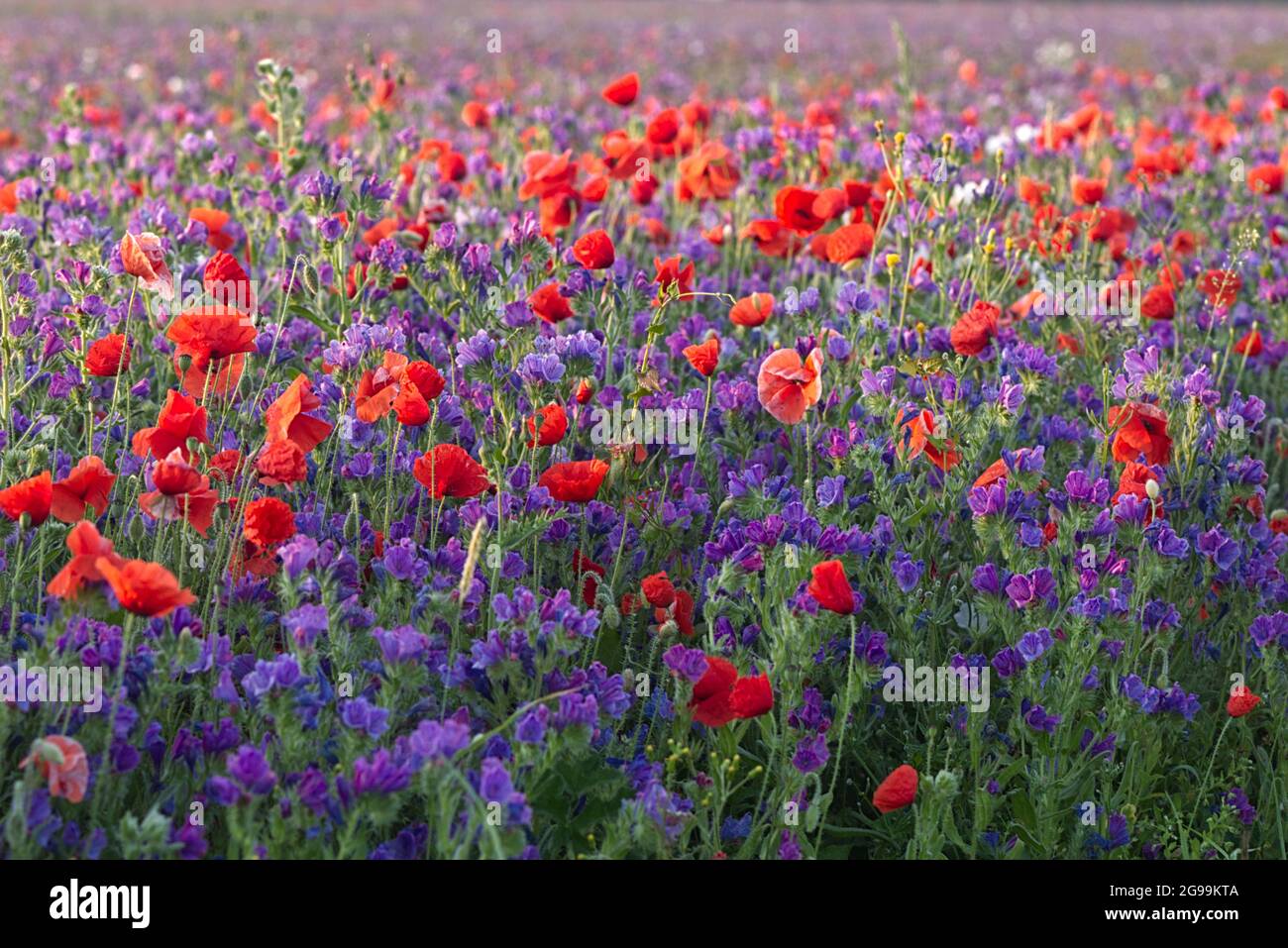 Prato di fiori selvaggi Foto Stock