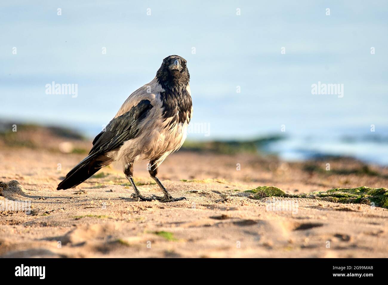 Un corvo sorge sulla sabbia in una serata soleggiata Foto Stock