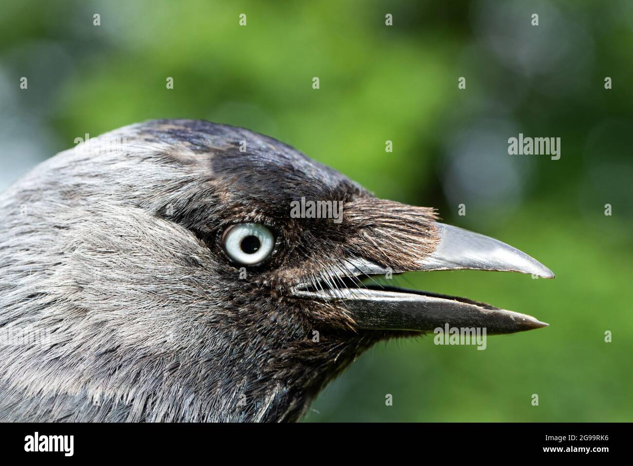 Jackdaw (Corvus monidula), che mostra piume grigie sul retro della testa, iride blu brillante dell'occhio, di un uccello adulto. Aprire mandibole, superiore e inferiore Foto Stock