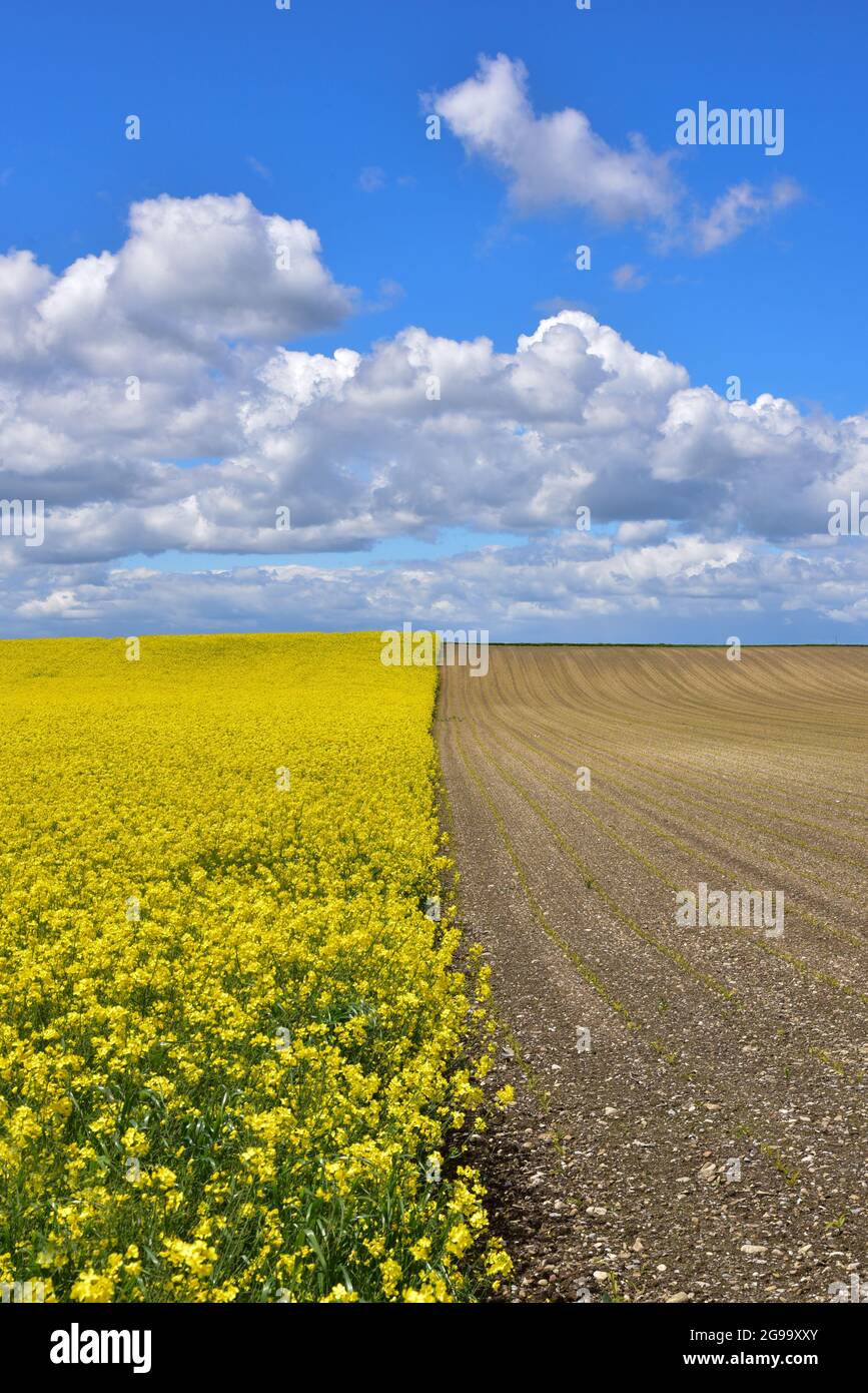 Campi con colza in Svevia, Baviera, Germania, Europa Foto Stock