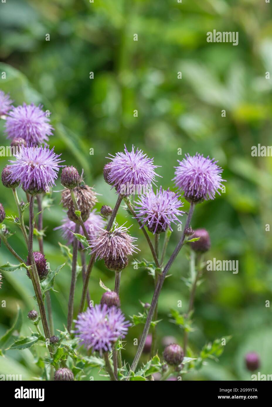 Patch di campo Thistle, Tistle strisciante / Cirsium arvense fiori viola in estate sole. Pianta è un'erbaccia agricola problematica in Regno Unito. Foto Stock