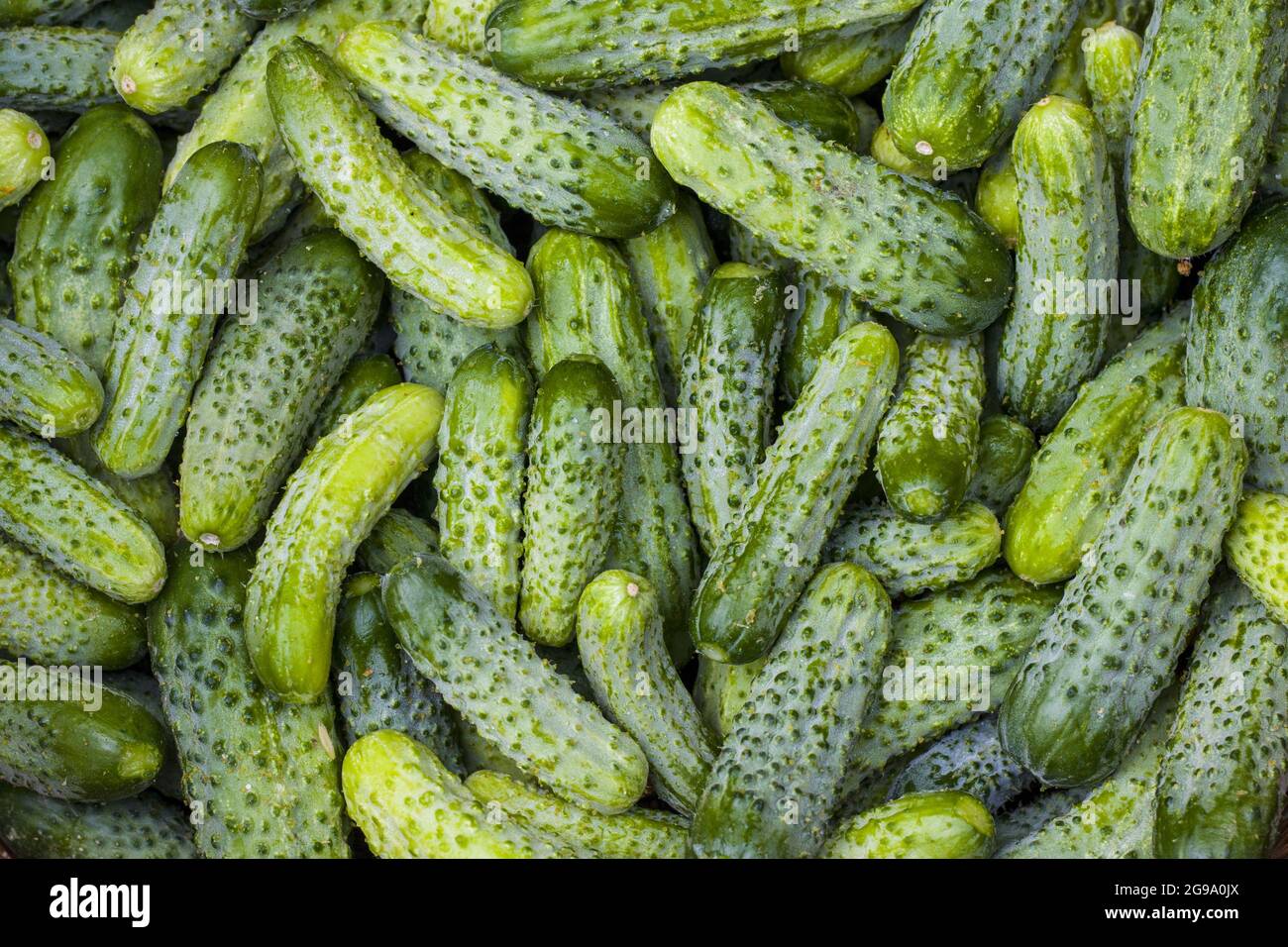 I cetrioli raccolgono la texture di fondo. Fresco piccolo e grande fondo di cetriolo di gherkin. Cibo sano e verde Foto Stock
