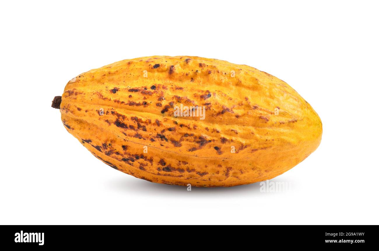 frutti di cacao maturi isolati su sfondo bianco Foto Stock