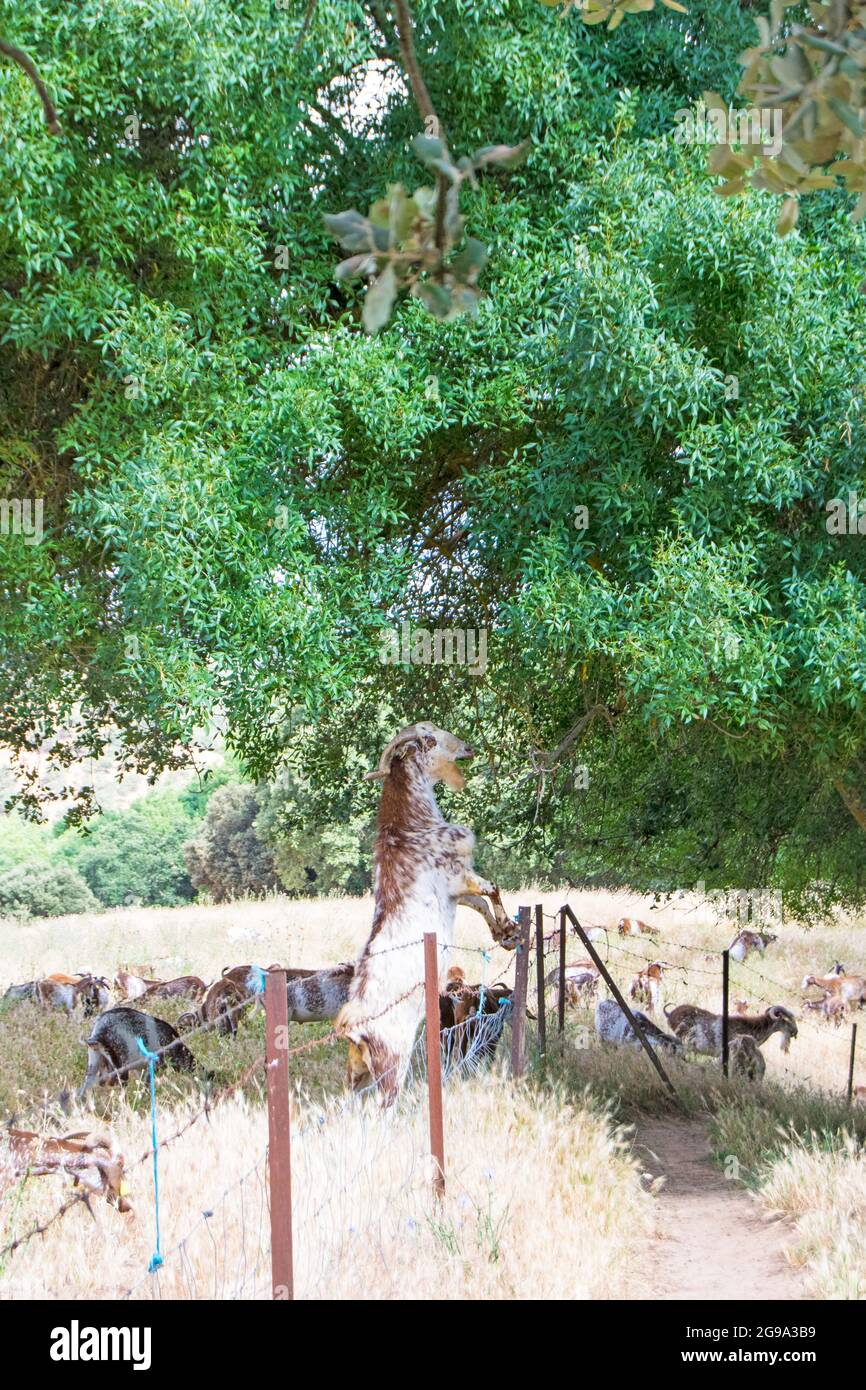 Capra con le gambe anteriori sollevate per mangiare dall'albero Foto Stock