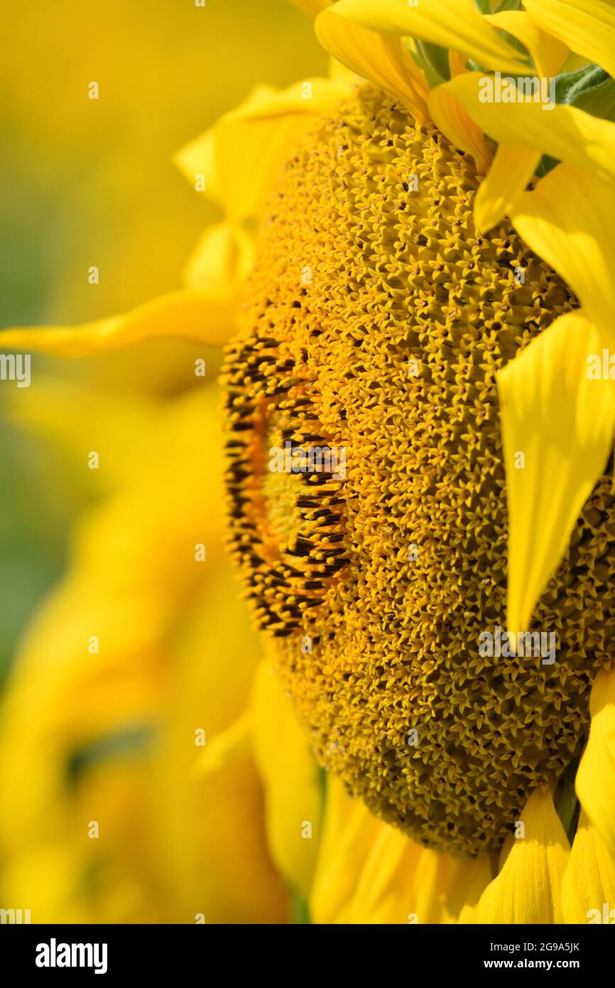 Raggio e fiore tubolare del girasole Foto Stock