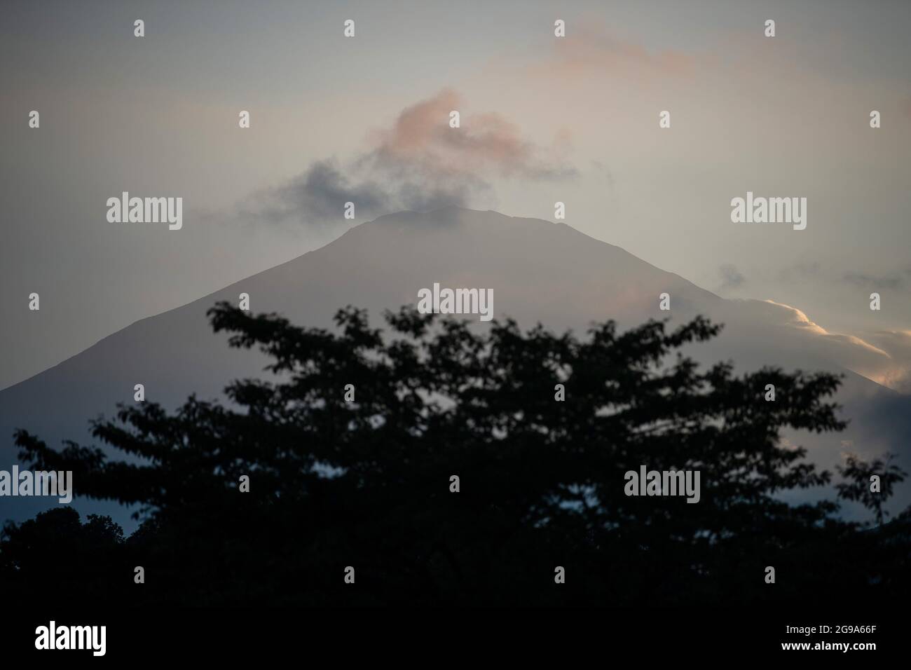 Oyama, Giappone. 25 luglio 2021. Un albero si trova di fronte al Monte Fuji. Le Olimpiadi di Tokyo 2020 si terranno dal 23.07.2021 al 08.08.2021. Credit: Sebastian Gollnow/dpa/Alamy Live News Foto Stock