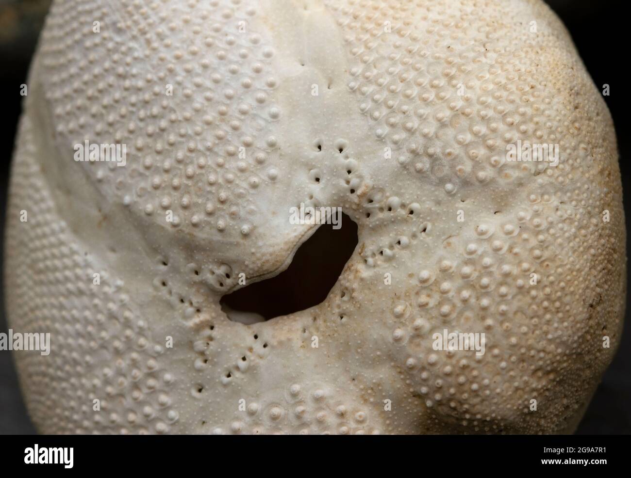 Primo piano dell'apertura di sfogo di una conchiglia di patata di mare. Sono piccoli e delicati membri della famiglia Sea Urchin che vivono sepolti in sabbie fangose Foto Stock