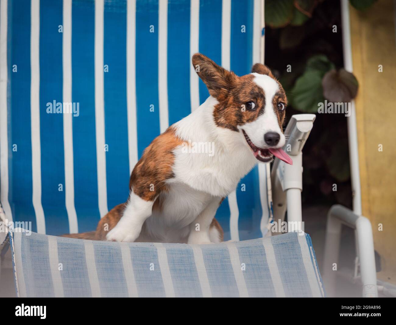 Bei corpi giovani di colore brindle che posano e fanno i volti, animali domestici Foto Stock