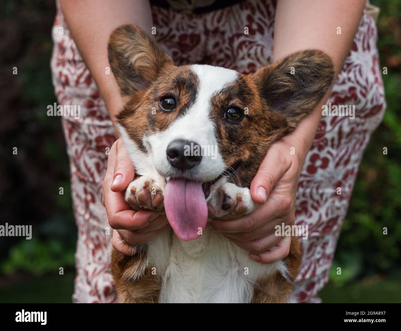 Bei corpi giovani di colore brindle che posano e fanno i volti, animali domestici Foto Stock