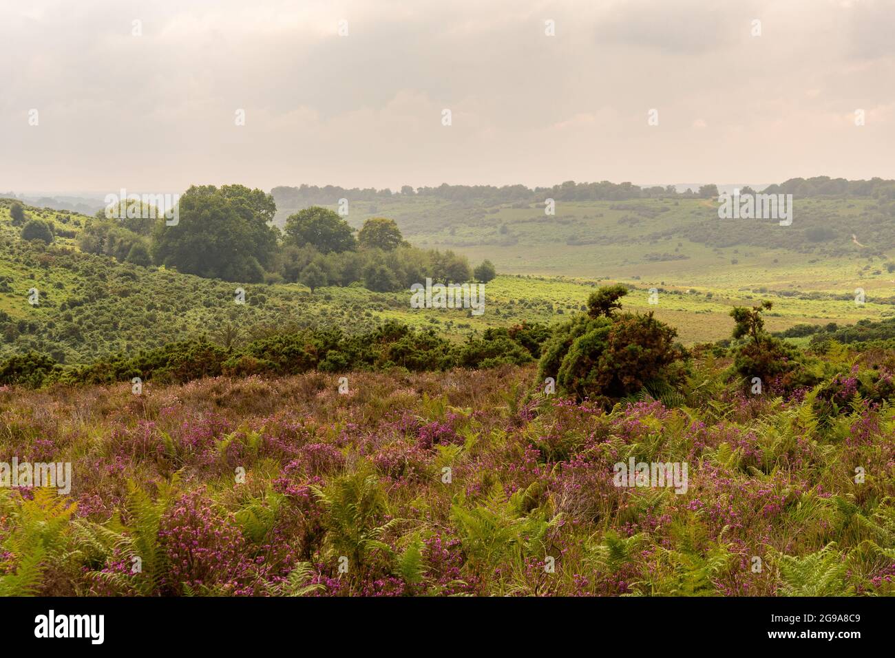 Paesaggio della New Forest con erica viola nel giorno umido dopo la pioggia pesante in luglio, Hampshire, Inghilterra, Regno Unito Foto Stock