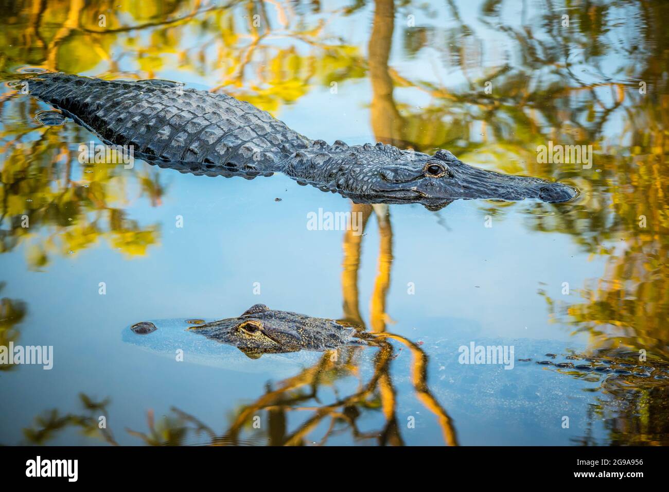 Un rettile comunemente noto come gator nuotare intorno alla palude di Gatorland Foto Stock
