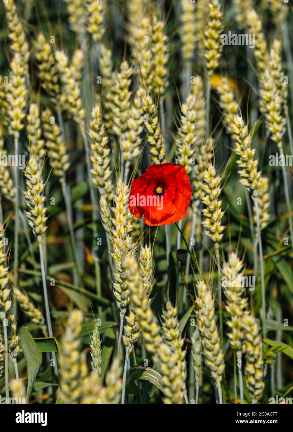 Il mais singolo è aumentato papavero rosso che cresce tra gli steli di grano in un campo di coltura in estate sole, Lothian orientale, Scozia, Regno Unito Foto Stock