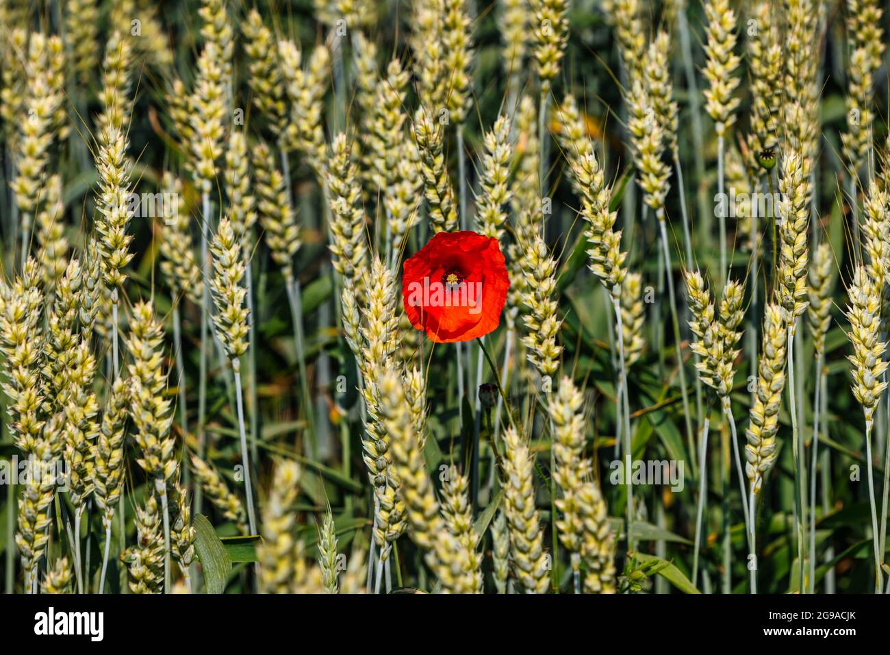 Il mais singolo è aumentato papavero rosso che cresce tra gli steli di grano in un campo di coltura in estate sole, Lothian orientale, Scozia, Regno Unito Foto Stock