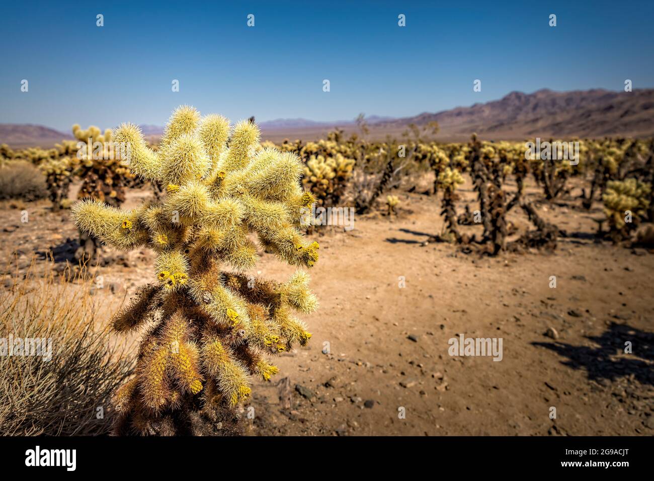 Cactus dell'orso di Teddy sul sentiero natura di Cholla Cactus, Joshua Tree National Park California Foto Stock