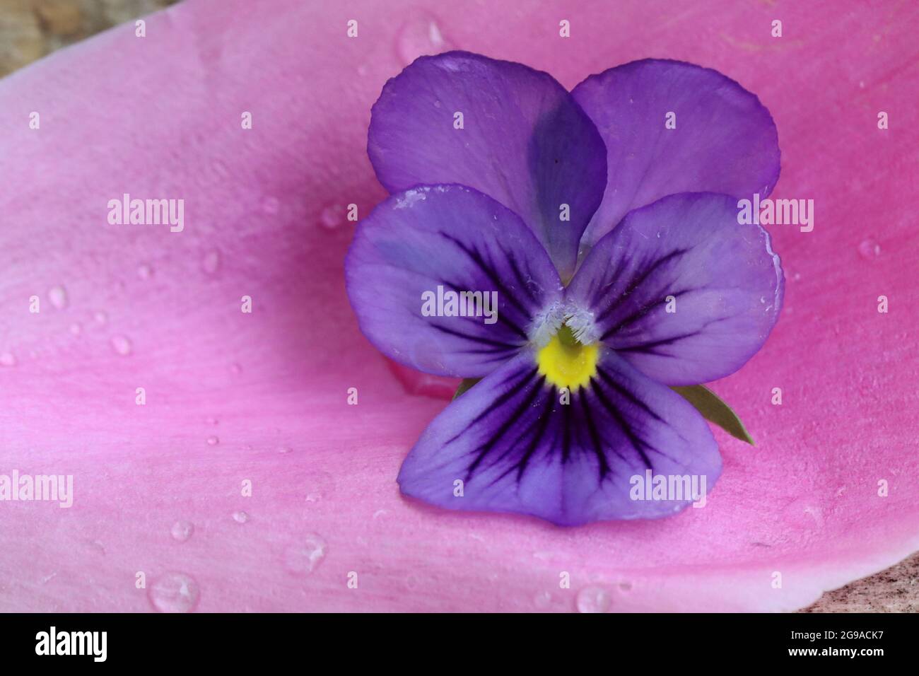 ein lila Hornveilchen liegt auf einem Pfingstrosenblatt Foto Stock