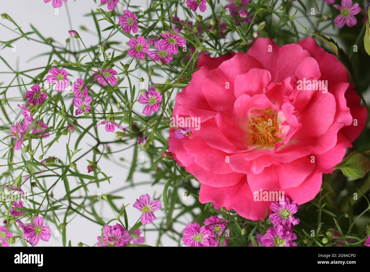 su sfondo bianco si trova una rosa fiorita e una gipsofilia rosa Foto Stock