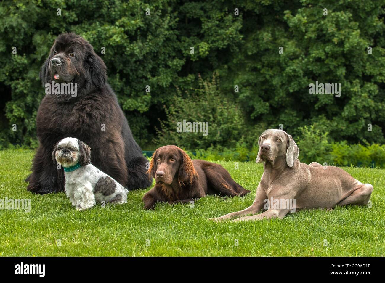 Cani di razze diverse nel prato. Weimaraner, cane di Terranova, Shih tzu, Retriever con rivestimento piatto. Un gruppo di cani. Camminare i cani. Foto Stock
