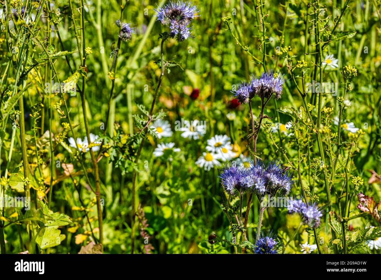 Primo piano di fiori selvatici che crescono al bordo campo per il raccolto di copertura in estate sole, tra cui tansy viola (Lacy phacelia), East Lothian, Scozia, Regno Unito Foto Stock
