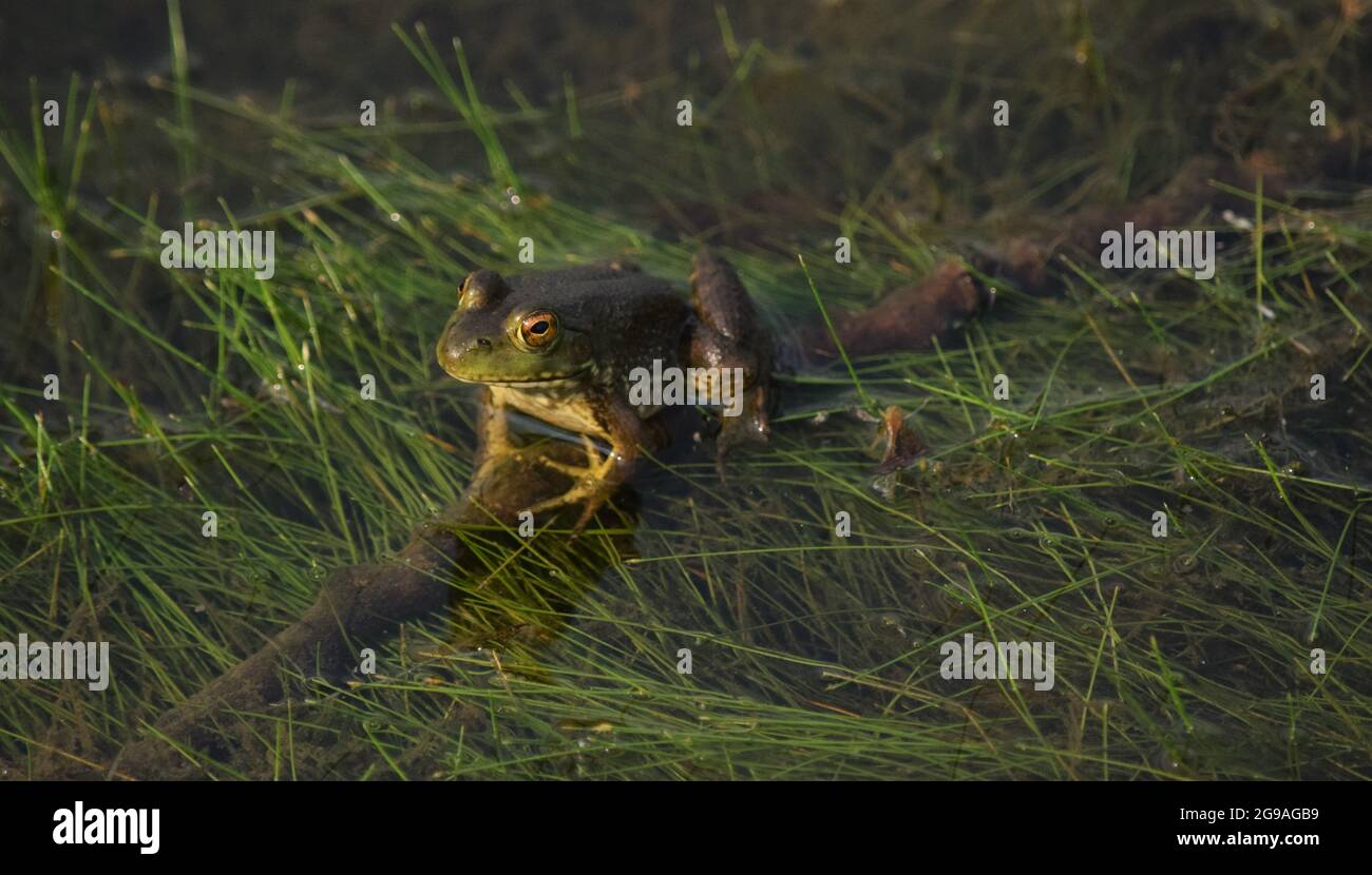 Rana americana di Bullfrog in acqua allo stagno Foto Stock