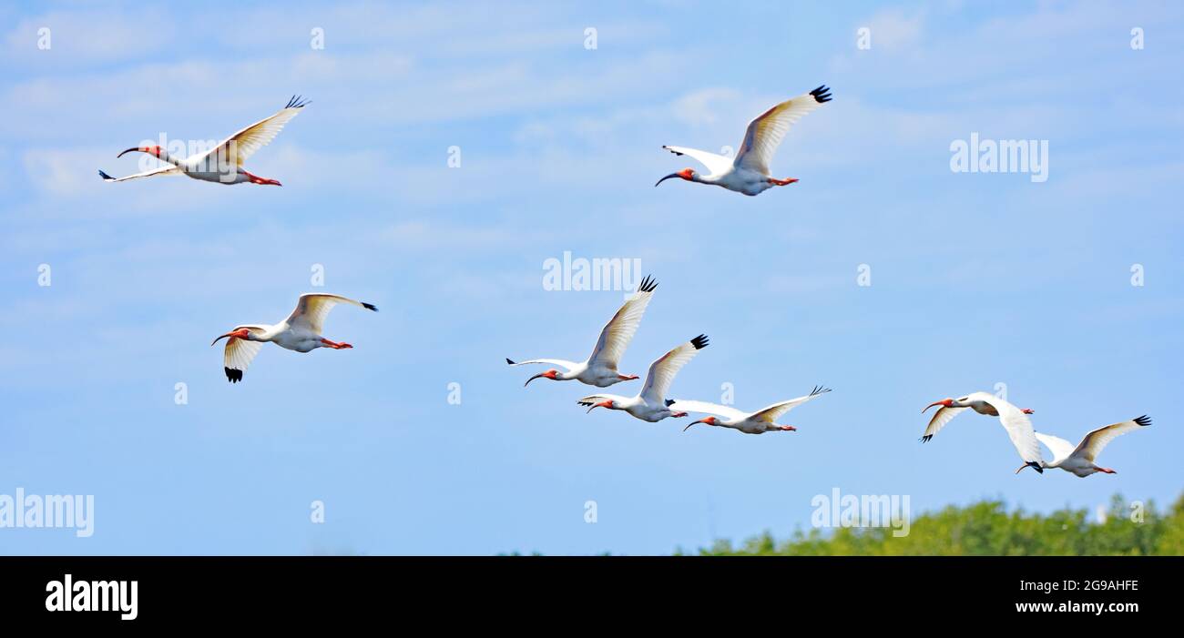 Un gregge di 8 ibis bianchi che sorvolano i cespugli nel Merritt Island National Wildlife Refuge, Florida Foto Stock