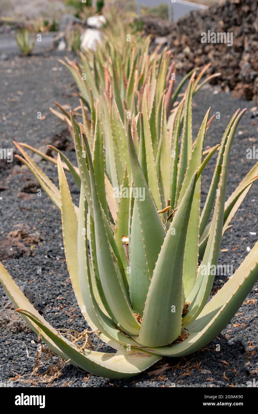 Piante di Aloe vera, in piantagione con coltivazione biologica a Lanzarote.  Uno dei pi grandi campi di aloe in Europa Foto stock - Alamy
