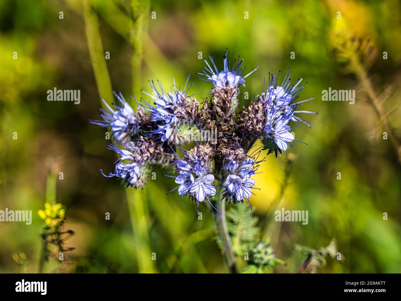 Primo piano di fiori selvatici tansy viola (Lacy phacelia) che cresce al bordo del campo per il raccolto di copertura in Summer Sunnhine, East Lothian, Scozia, Regno Unito Foto Stock
