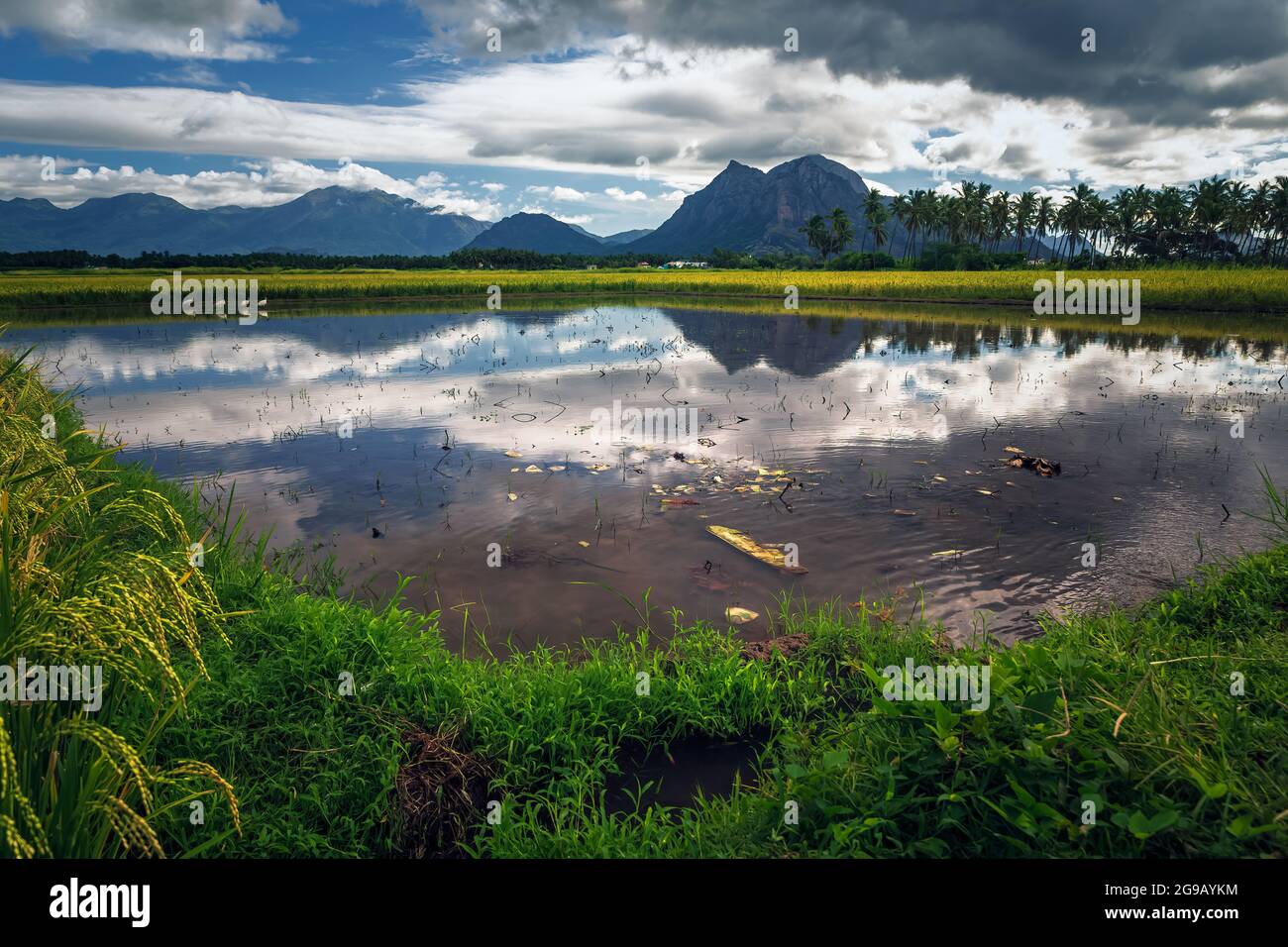 Bellissimo paesaggio coltivando campo di riso Paddy con montagna e cielo blu sfondo a Nagercoil. Tamil Nadu, India del Sud. Foto Stock