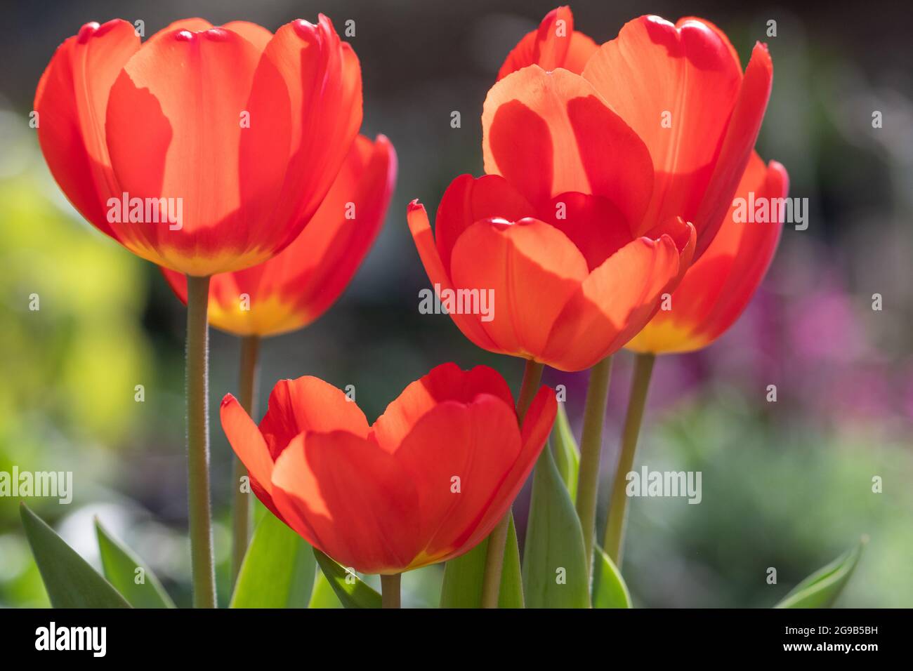 Tulipani rossi illuminati al sole in una giornata di primavera. Foto Stock