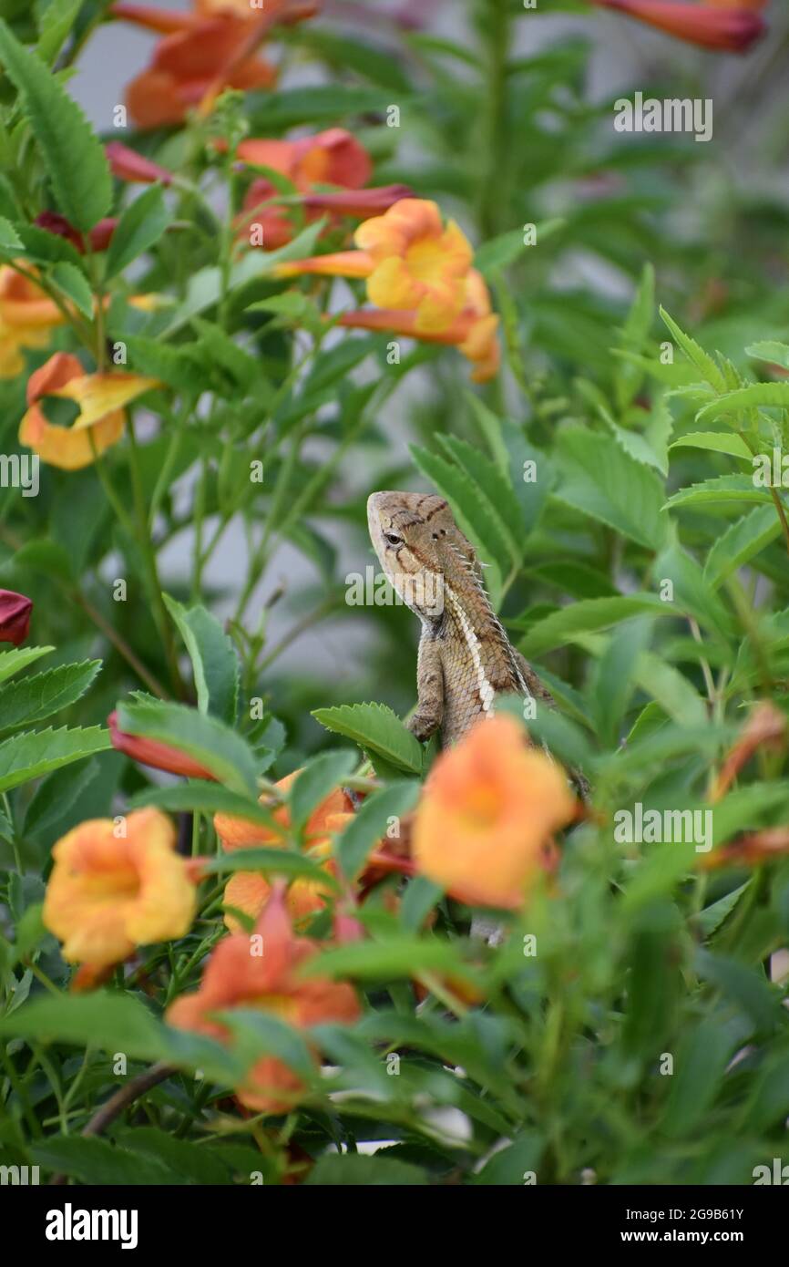 La bellezza della natura sta affascinando 💫 Foto Stock