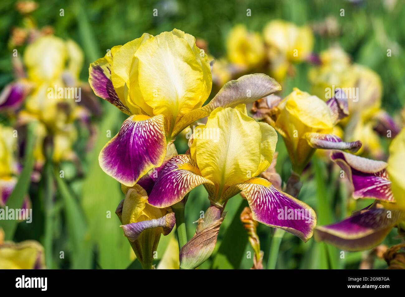 Primo piano Vista dei Fiori di iride giallo viola fioriti Foto Stock