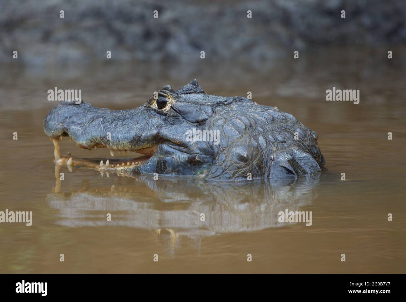 Closeup ritratto di Black Caiman (Melanosuchus niger) testa e occhio sopra l'acqua con mandibola aperta e denti caccia Pampas del Yacuma, Bolivia. Foto Stock