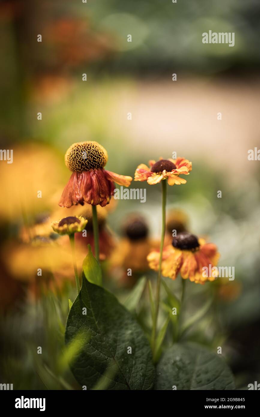 Hampton Court Flower Show 2021 Helenium nel RHS No Dig Garden progettato da Stephanie Hafferty & Charles Downing. Foto Stock