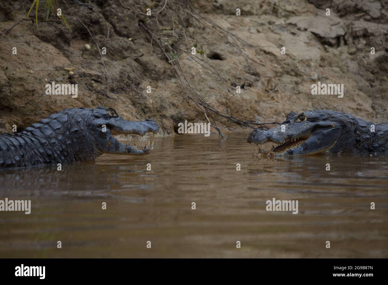 Primo piano ritratto di due Black Caiman (Melanosuchus niger) che combattono in acqua con le ganasce aperte mostrando i denti Pampas del Yacuma, Bolivia. Foto Stock