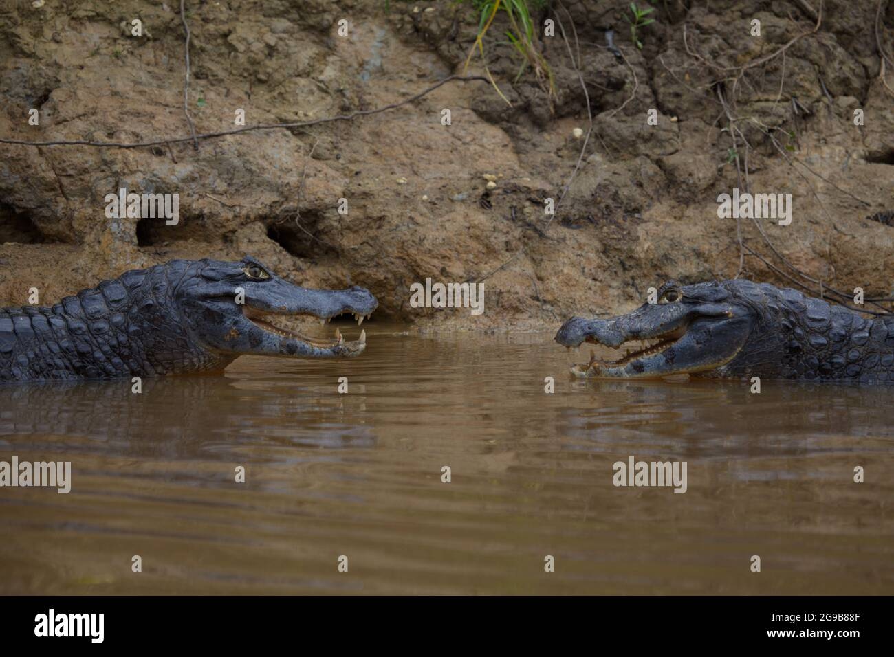 Closeup di due Black Caiman (Melanosuchus niger) che combattono in acqua con le ganasce aperte mostrando i denti Pampas del Yacuma, Bolivia. Foto Stock