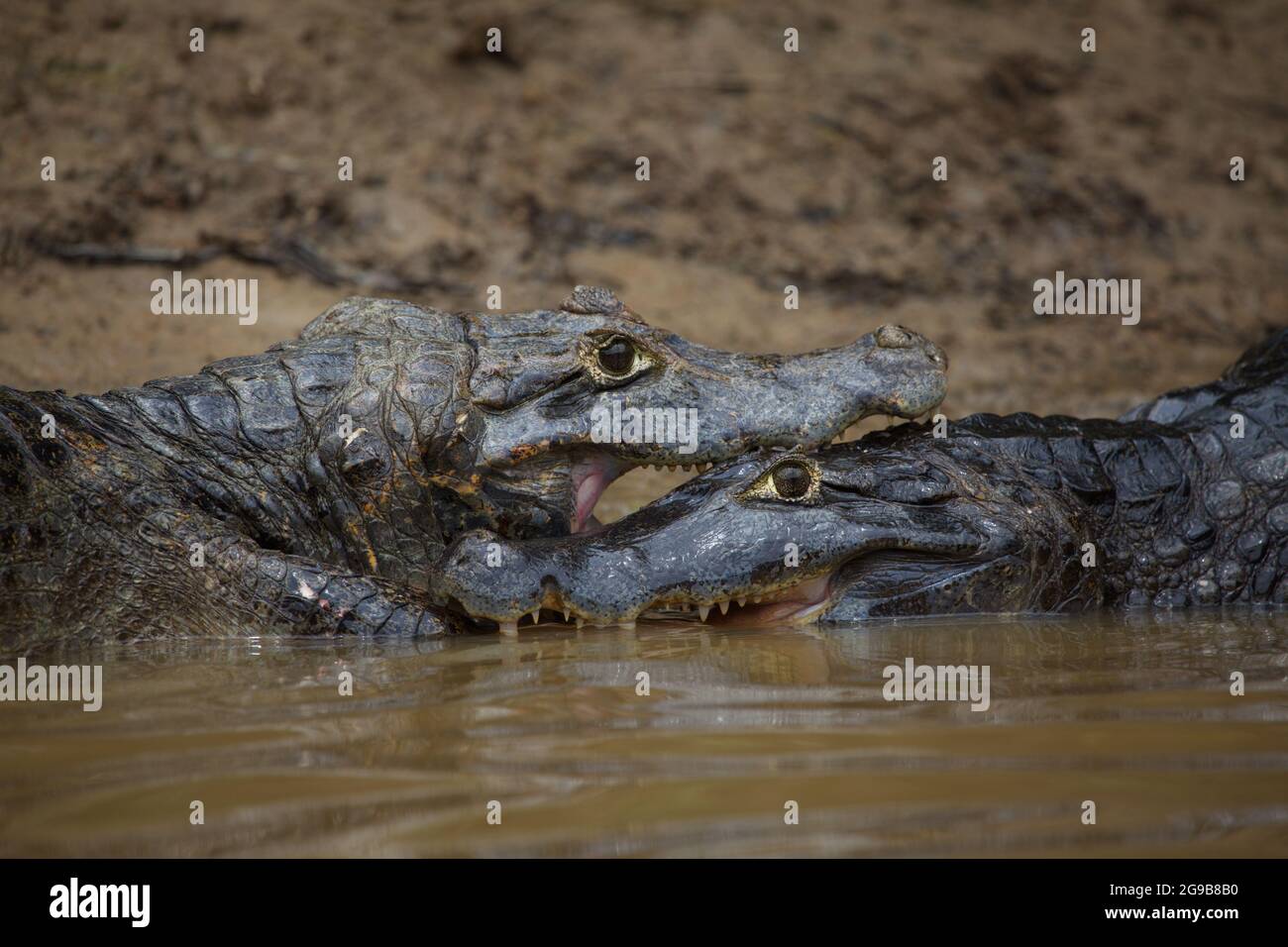 Closeup di due Black Caiman (Melanosuchus niger) che combattono in acqua con le mascelle bloccate aperte mostrando i denti Pampas del Yacuma, Bolivia. Foto Stock