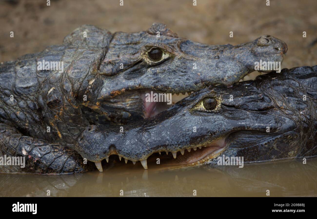 Primo piano ritratto di due Black Caiman (Melanosuchus niger) che combattono in acqua con le mascelle bloccate aperte mostrando i denti Pampas del Yacuma, Bolivia. Foto Stock