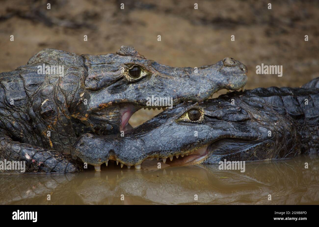 Closeup estremo di due Black Caiman (Melanosuchus niger) che combattono in acqua con le ganasce bloccate aperte mostrando i denti Pampas del Yacuma, Bolivia. Foto Stock