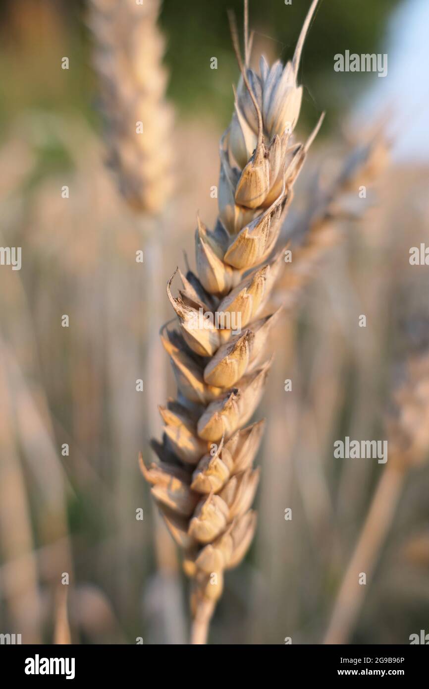 Primo piano di un singolo orecchio di grano che cresce in un campo arabile Foto Stock