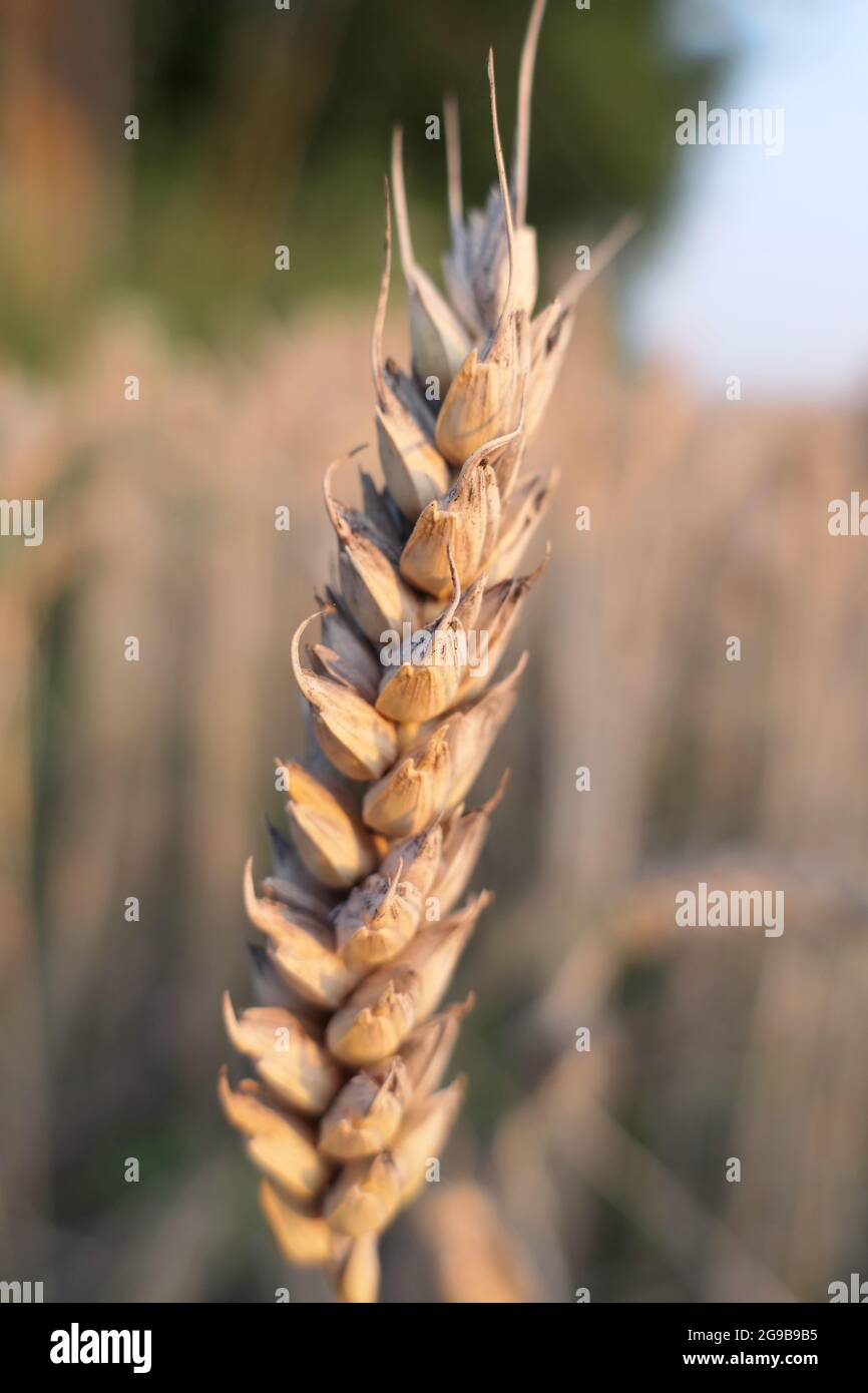 Primo piano di un singolo orecchio di grano che cresce in un campo arabile Foto Stock