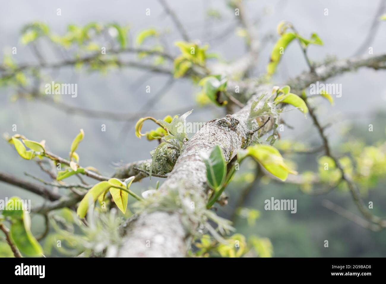 Corteccia di albero di soursop (annona muricata) con muschio o lichen che corre lungo i suoi rami. Coltivazione di soursop in Colombia. Albero di frutta malato. Foto Stock