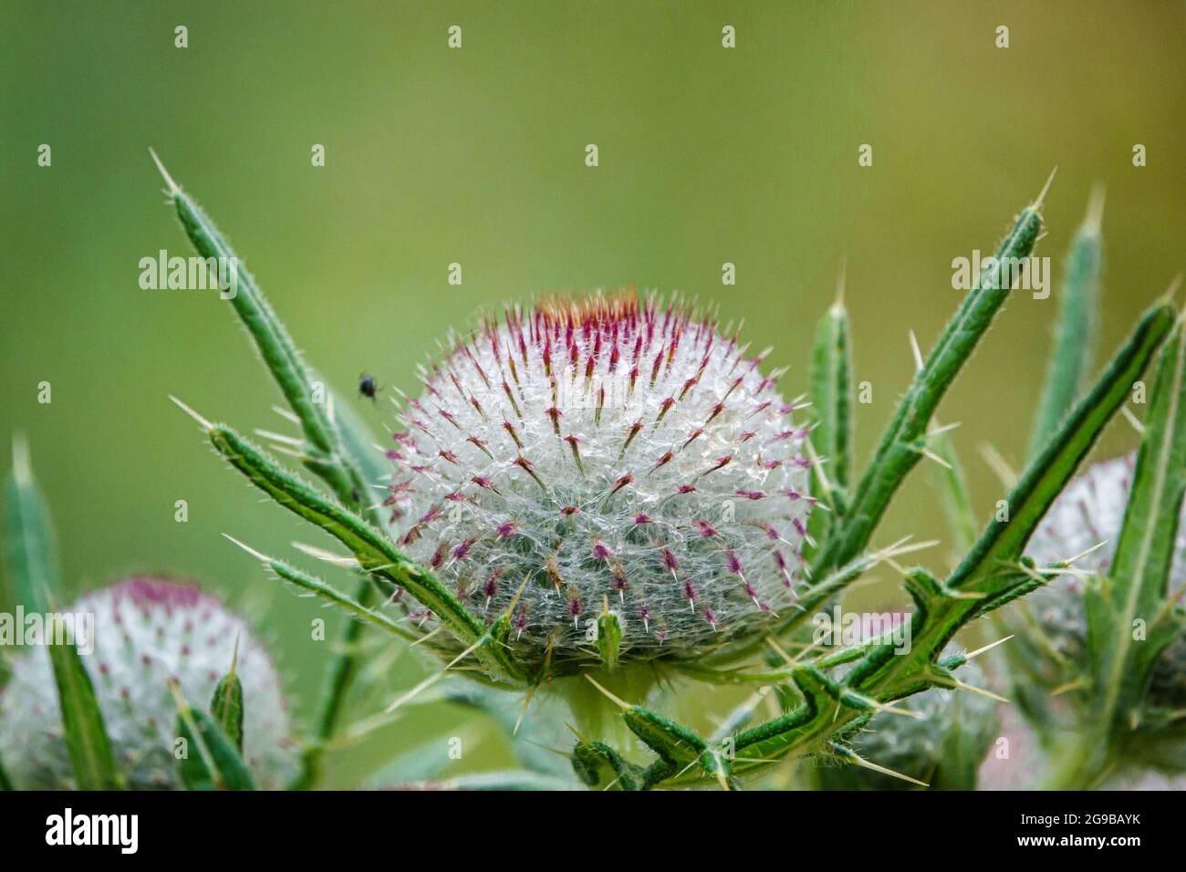 Una bella testa di semi di fiori di Woolly Thistle (Cirsium eriophorum) Foto Stock