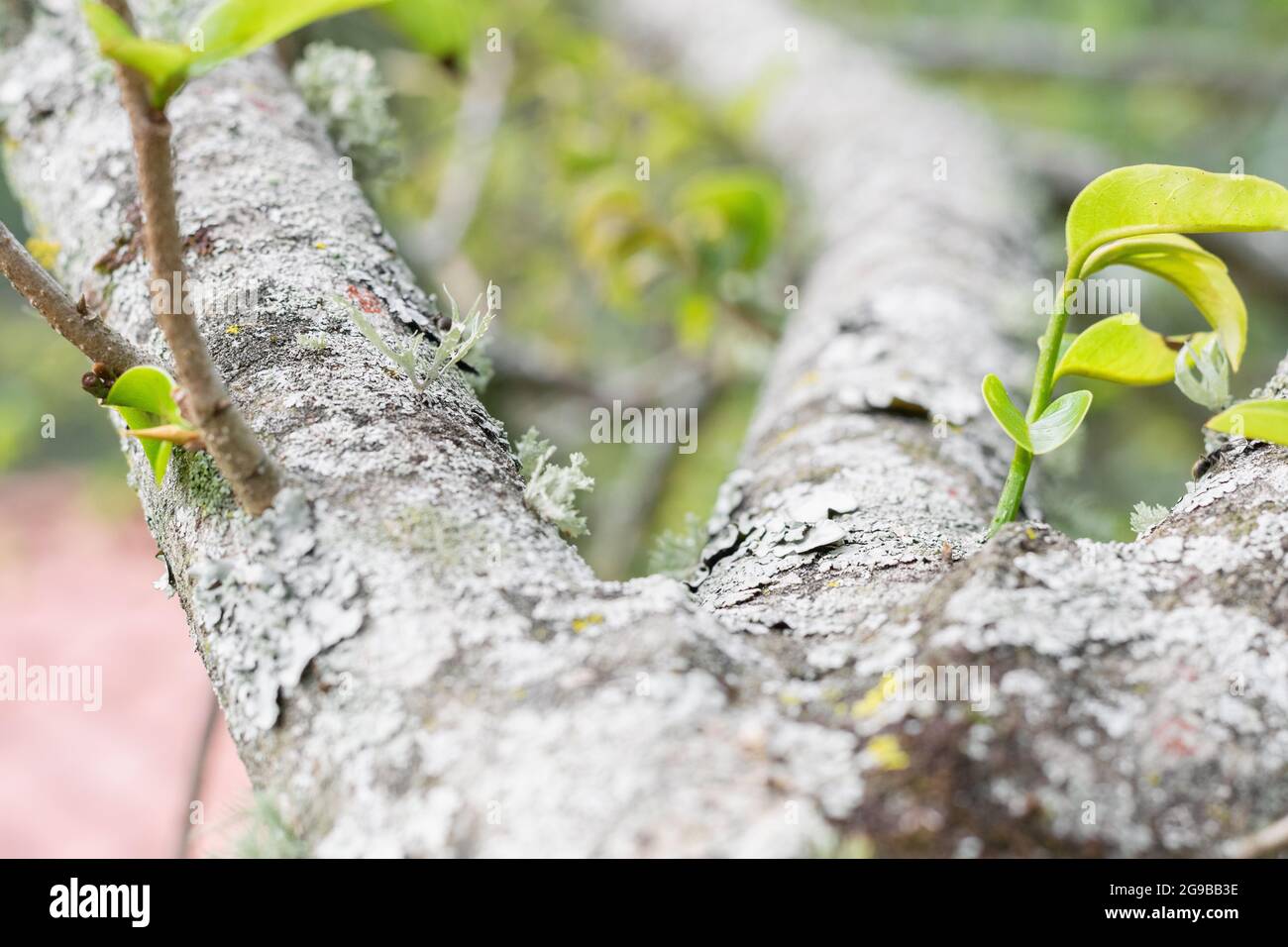 Corteccia di albero di soursop (annona muricata) con muschio o lichen che corre lungo i suoi rami. Coltivazione di soursop in Colombia. Albero di frutta malato. Foto Stock