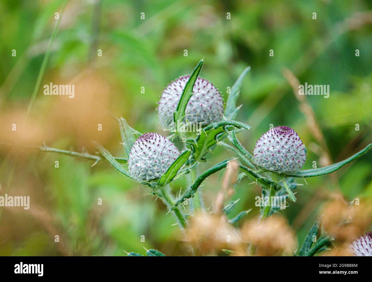 Un bel Thistle Woolly (Cirsium eriophorum) teste di semi di fiori Foto Stock