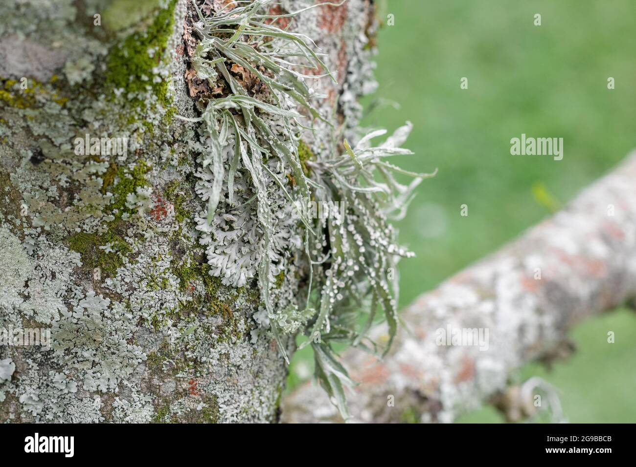 Corteccia di albero di soursop (annona muricata) con muschio o lichen che corre lungo i suoi rami. Coltivazione di soursop in Colombia. Albero di frutta malato. Foto Stock