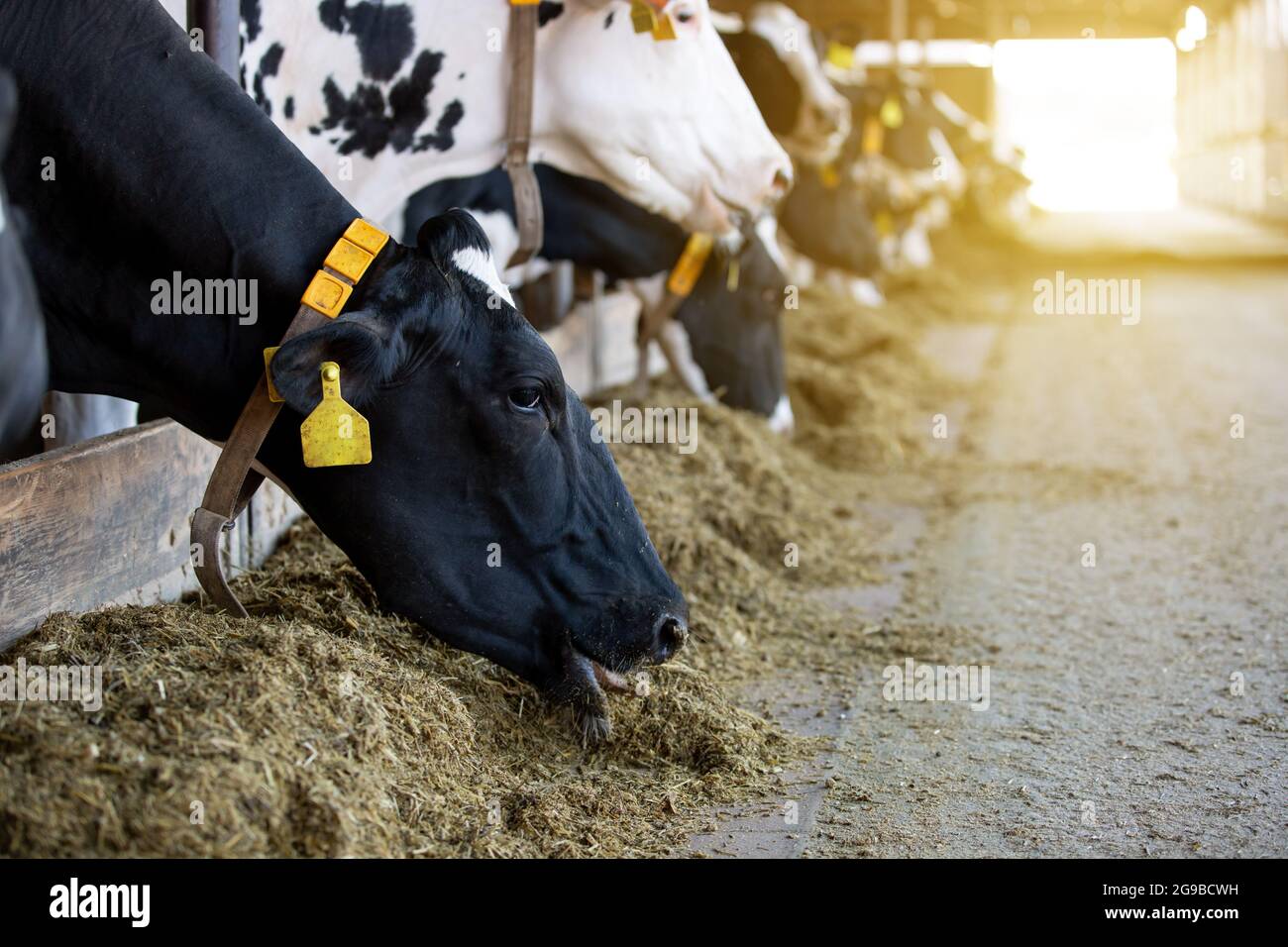 Concetto agricolo, le mucche da diario che mangiano un fieno in un moderno stallino o in un capannone per la distribuzione di latte, animale e concetto alimentare Foto Stock