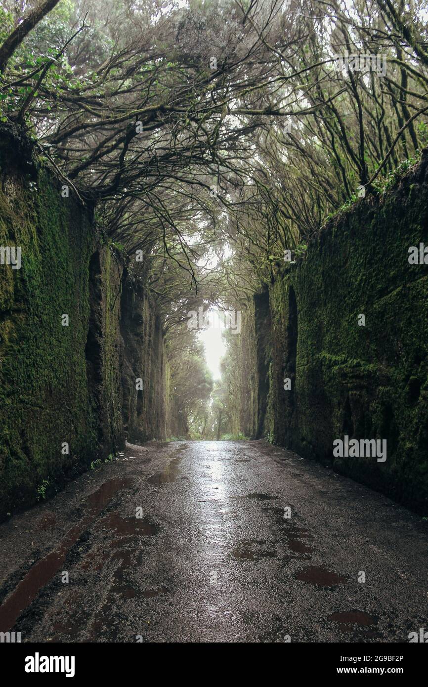 Favoloso tunnel nel Parco Rurale Anaga a Tenerife, Isole Canarie, Spagna Foto Stock