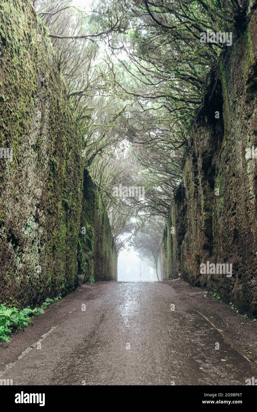 Favoloso tunnel nel Parco Rurale Anaga a Tenerife, Isole Canarie, Spagna Foto Stock