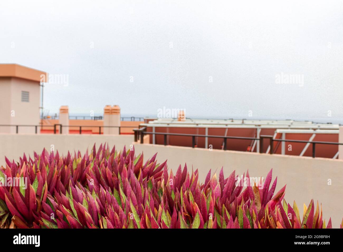 Tradecantia spathacea su Tenerife piante ornamentali che crescono nei giardini, visualizzare le immagini di carta da parati tradescantia spathacea Foto Stock